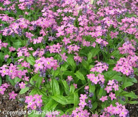Myososotis sylvatica 'Rosylva', puistolemmikki